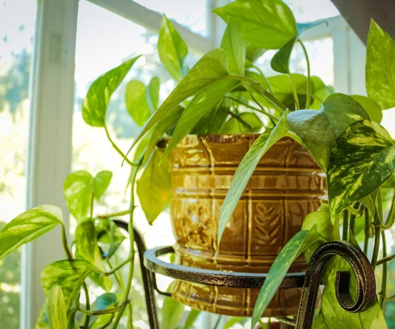 Planten in huis verdrijven de stress